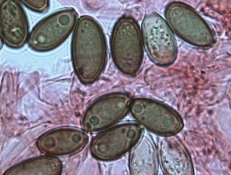 Psilocybe subcoprofila (Britz.) Sacc.